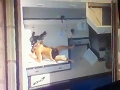 QUE SACANAGEM COITADO DO CASAL