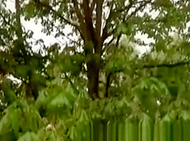 She Likes Being Taken From Behind By Old Men In The Park