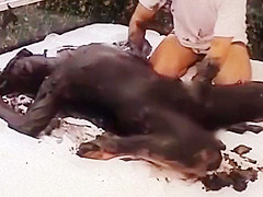 black shampoo