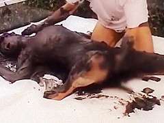black shampoo